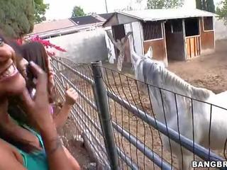 Νεοσσών τσιμπουκώνοντας στο ο άλογο φάρμα ταινία